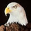 Anders_Bolander Anders_Bolander