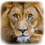 Le_Lion_07